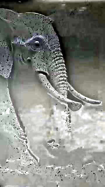 Finished elephant relief carved into a grey marble slab