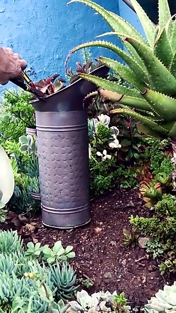 Cleaned canister reused as outdoor planter (SKU ask)