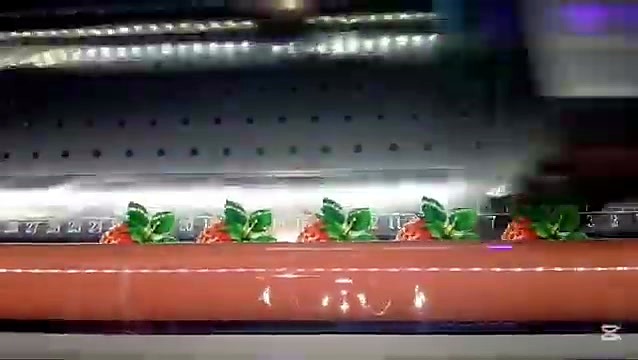 Bed cm-scale + finished strawberries (SKU ask)